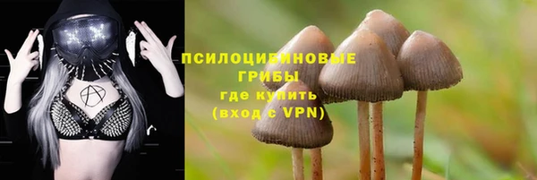 прущие грибы Аркадак